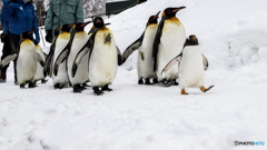 ペンギンの行進