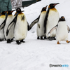 ペンギンの行進