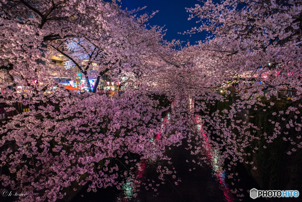 目黒川の夜桜＿４