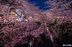 目黒川の夜桜＿４