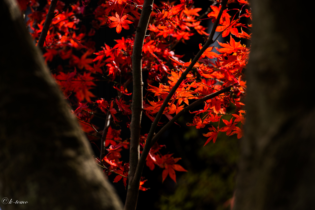 長谷寺の紅葉①