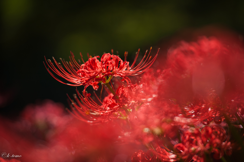 初秋の主役＿曼珠沙華（彼岸花）