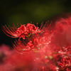 初秋の主役＿曼珠沙華（彼岸花）