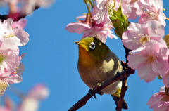 河津桜とメジロ