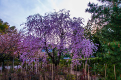 鎌倉建長寺の桜