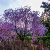 鎌倉建長寺の桜