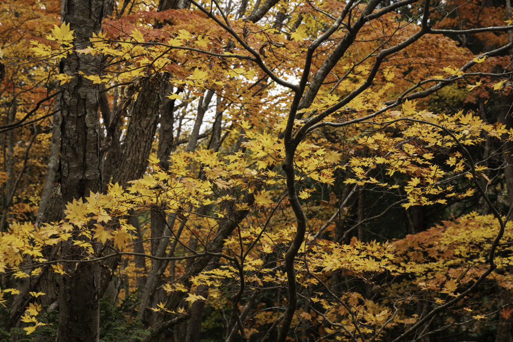 紅葉色