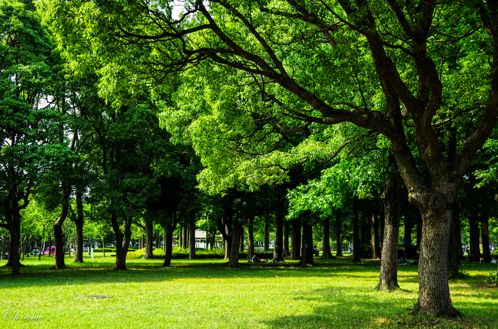 公園の緑