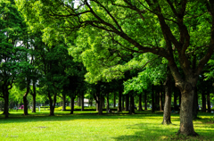 公園の緑