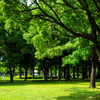 公園の緑