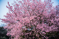 桜の季節＿2015_御苑に光さす