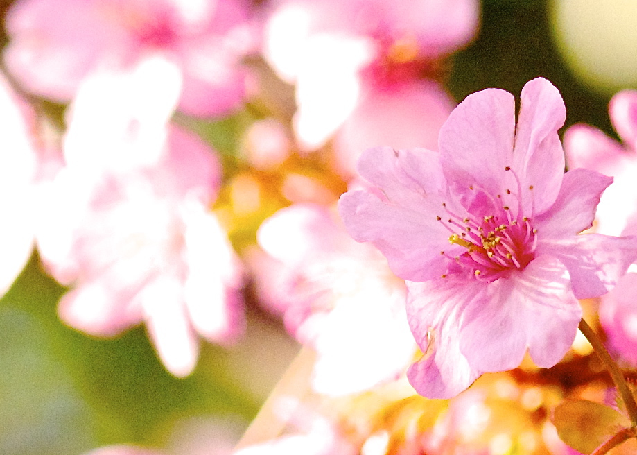 河津桜７