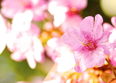 河津桜７