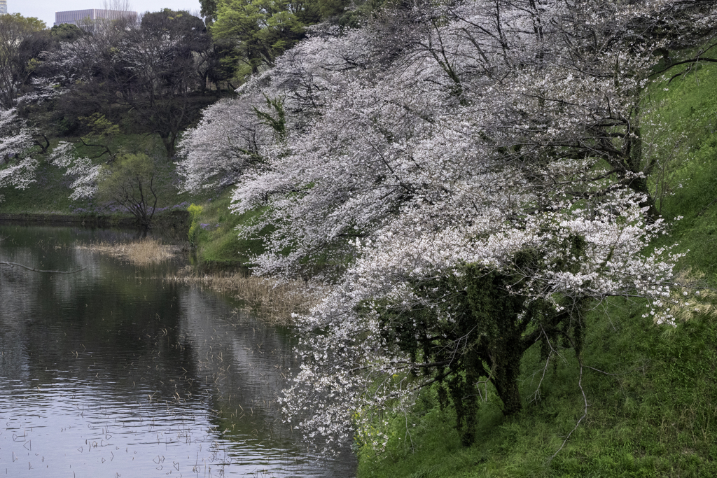 お堀の花