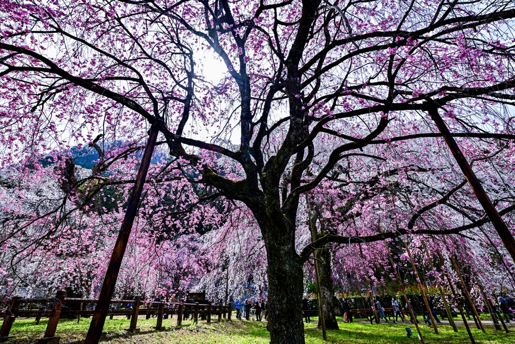 桜さくら