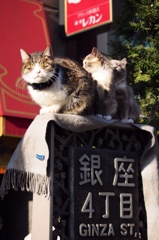 猫at銀座四丁目