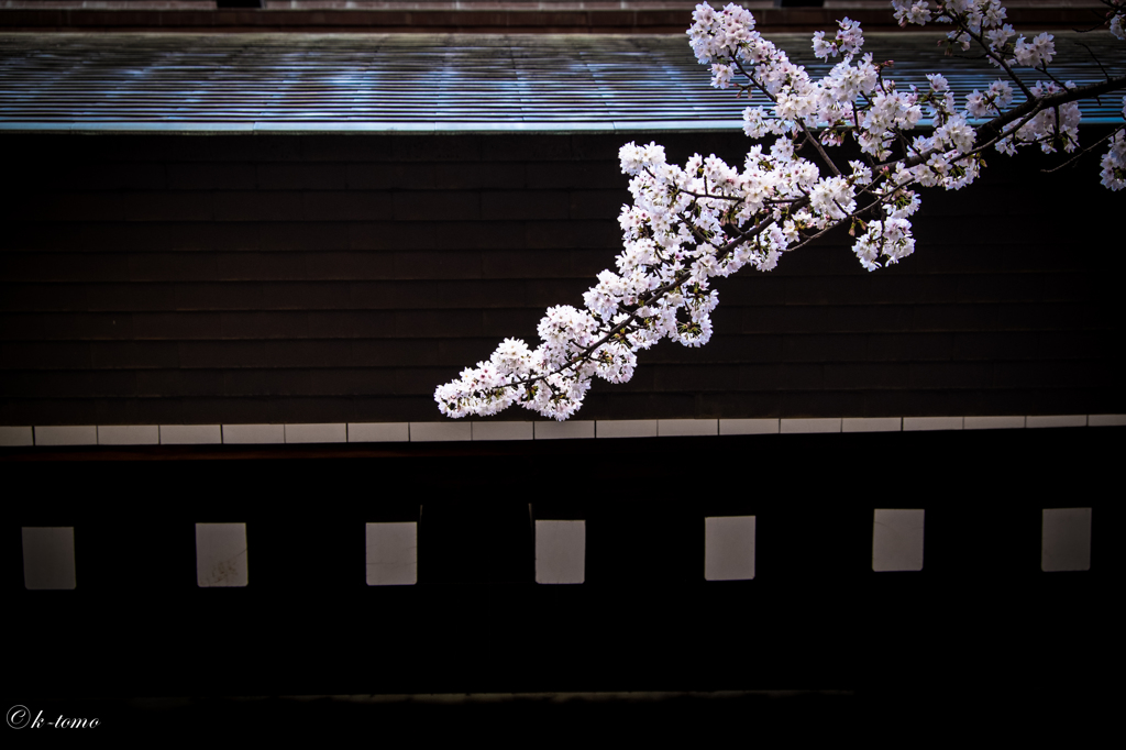 桜の季節