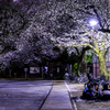 250328＿近所の夜桜①