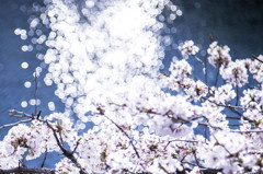 きらきら_2014sakura16_千鳥ヶ淵