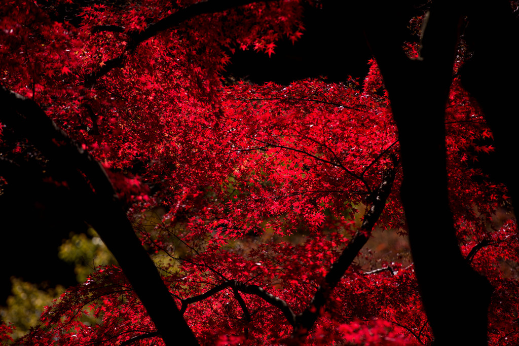 昇仙峡の紅葉⑧