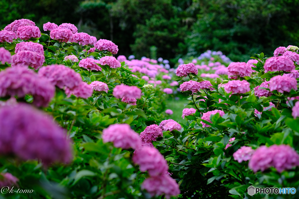 2017紫陽花11