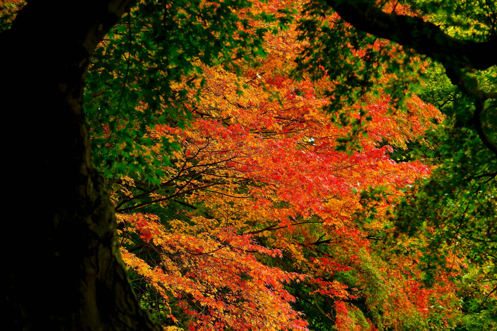 紅葉⑦