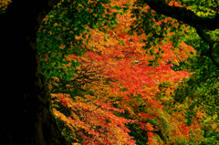 紅葉⑦
