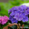 2017紫陽花10