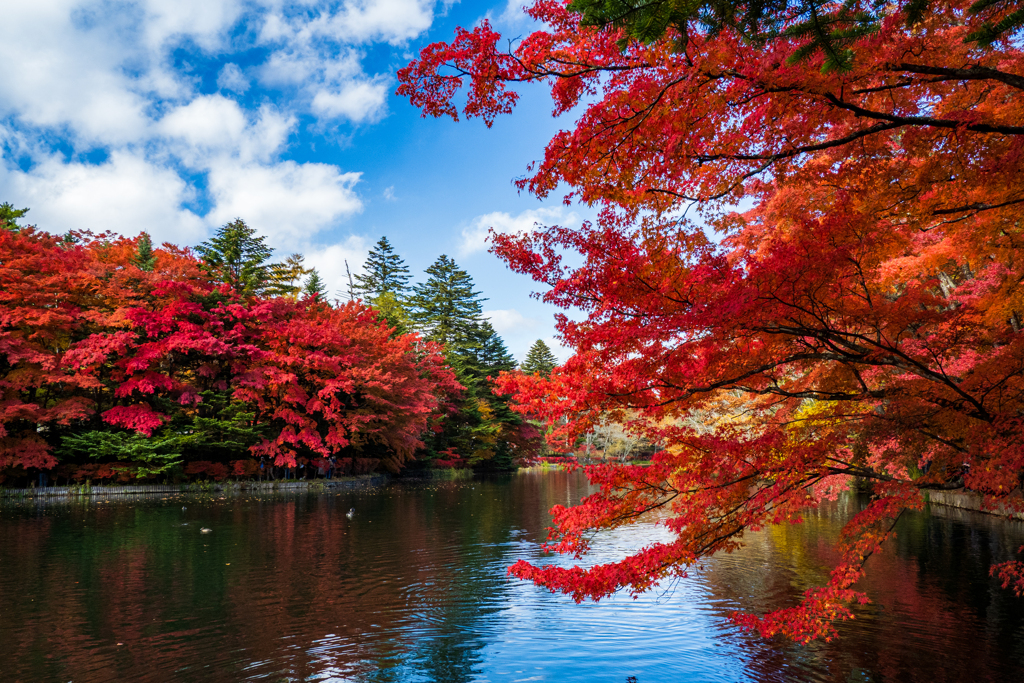 雲場池の紅葉３