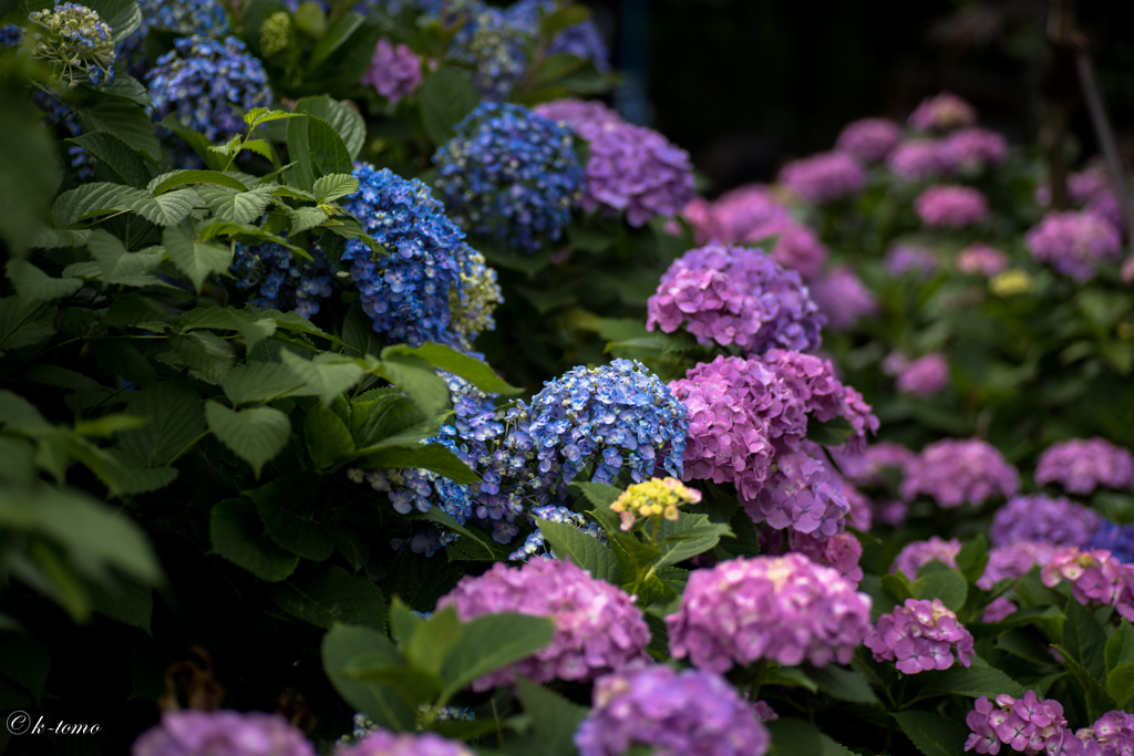 紫陽花たち