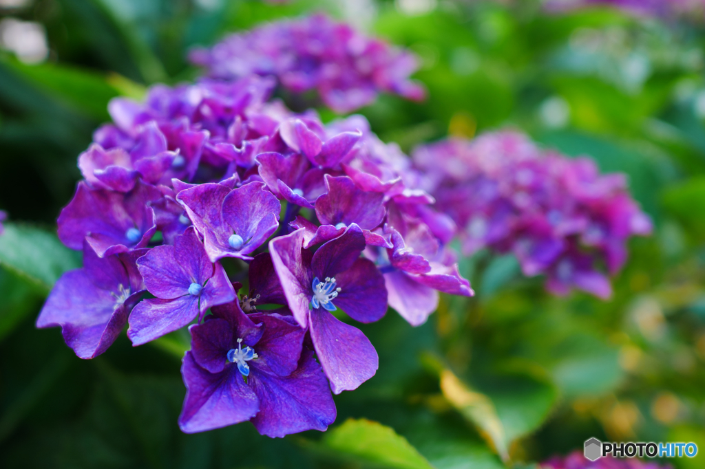 庭の紫陽花