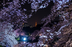 千鳥ヶ淵夜桜