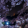 千鳥ヶ淵夜桜