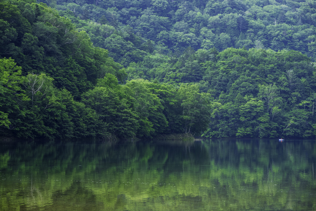 緑の樹木