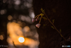 花開くまで