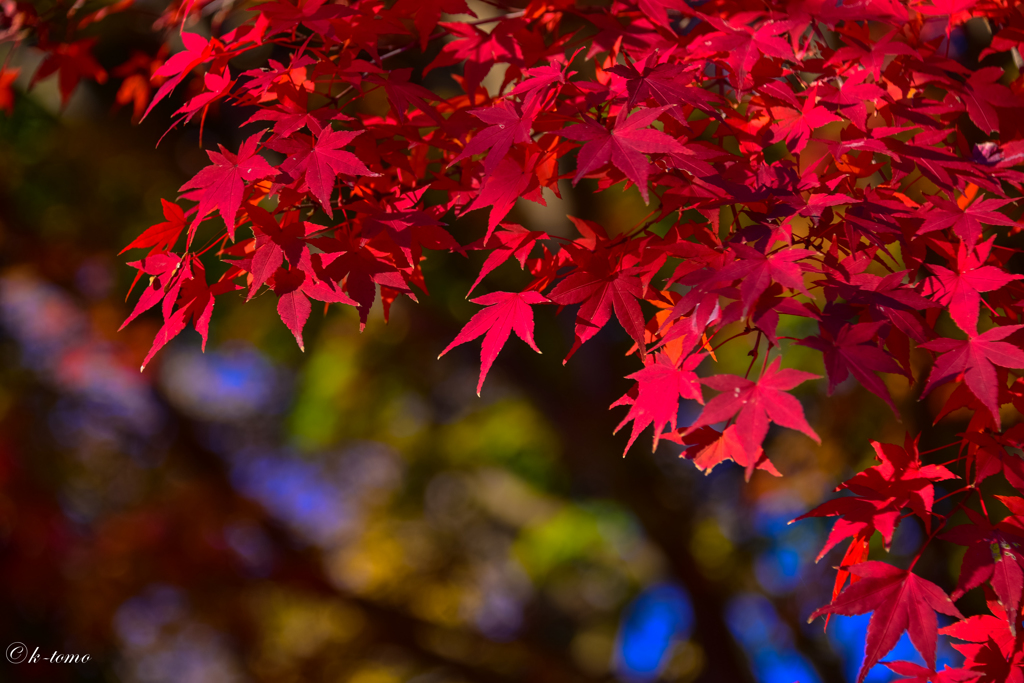 紅葉に惹かれ④