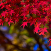 紅葉に惹かれ④