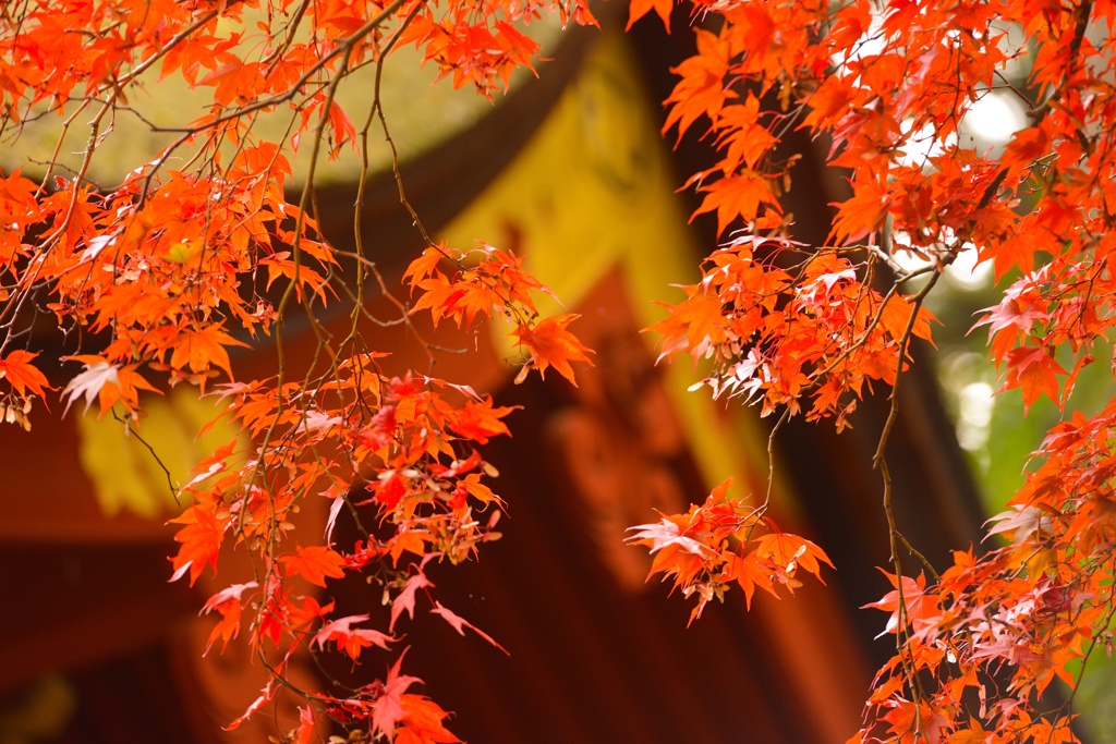 紅に。