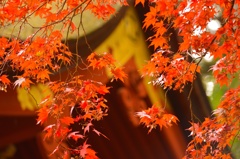 紅に。