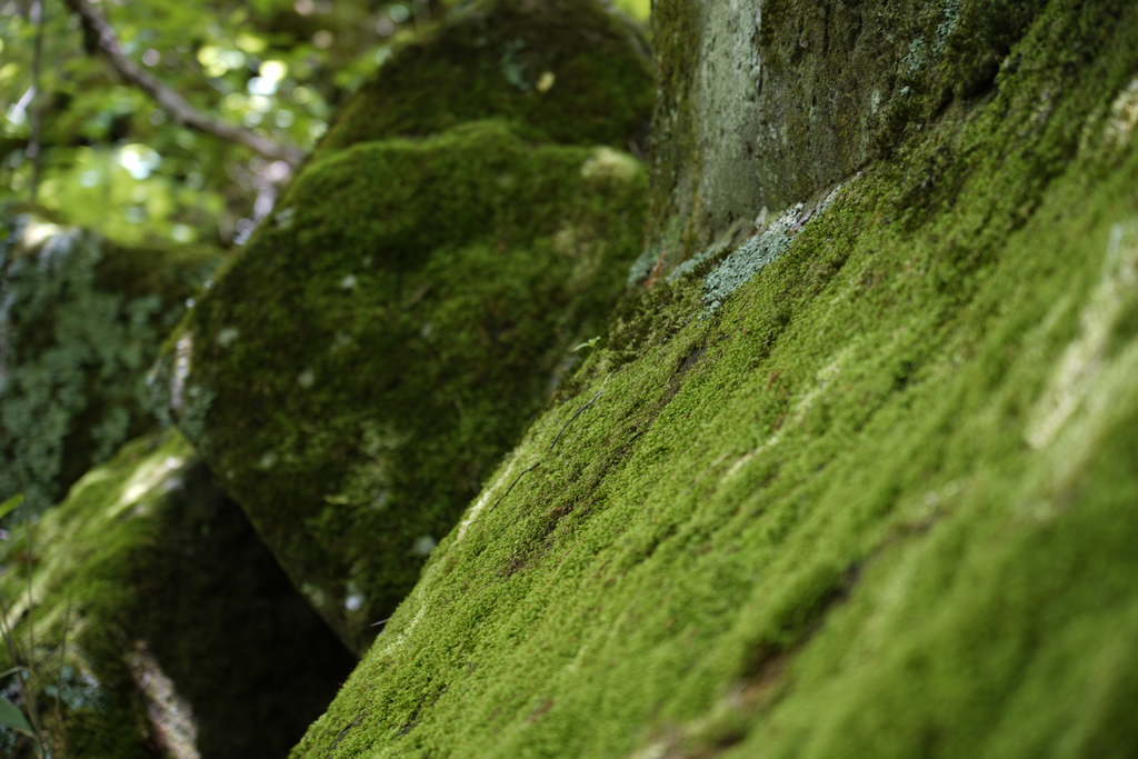 苔の壁
