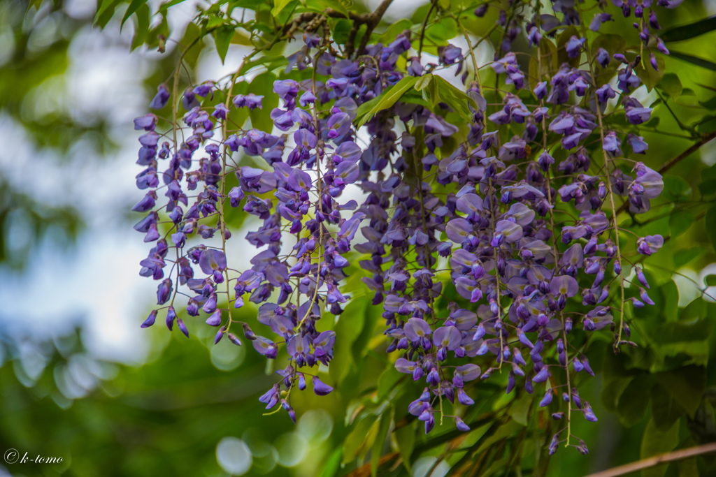 鎌倉アルプスの藤の花②