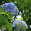 紫陽花