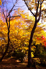 嵐山の秋