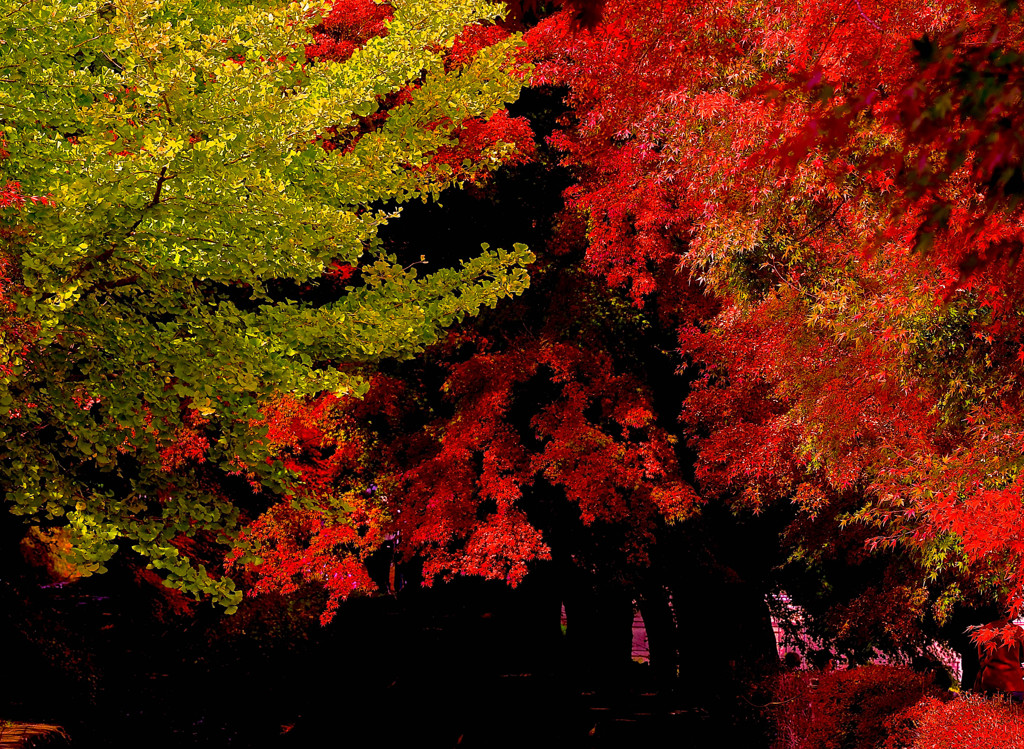 紅葉⑥