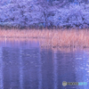 2018_桜６