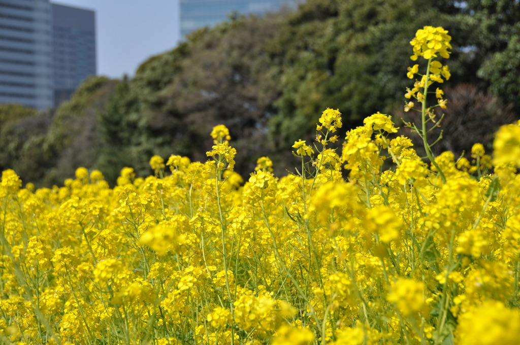 ビルと木と菜の花