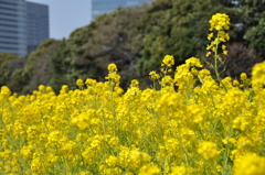 ビルと木と菜の花