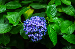 紫陽花②