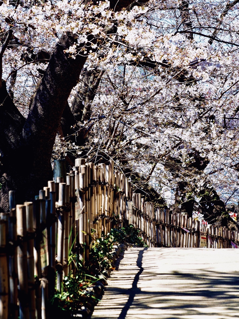 散歩道