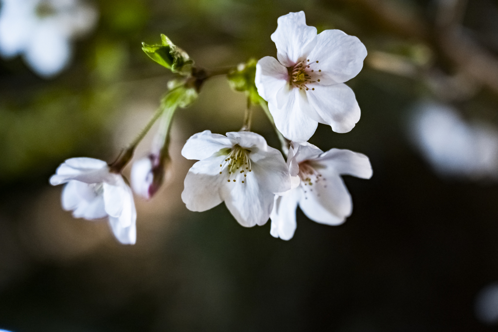 夜桜